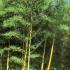 Phyllostachys Bambusoides is an amazing bamboo for screening, very bushy with strong yellow stems, buy online UK delivery