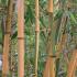 Phyllostachys Bambusoides Castillonii, also known as Hardy Castillon Bamboo, plants to buy online UK delivery.