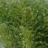 Phyllostachys Bissetii or Bissets Bamboo is cold hardy and fast growing. Perfect as a wind break, buy online UK