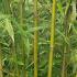 Phyllostachys Humilis, also known as Scottish Bamboo or Hime-hachiku Bamboos, plants are for sale online with UK delivery