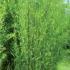 Phyllostachys Nidularia Bamboo also known as Broom Bamboo for Sale Online, UK delivery