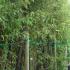 Phyllostachys Nigra, 3-4m height, Price £145 each Paramount Plants and Gardens, Bamboo Plants for Sale UK