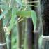 Black Bamboo or Phyllostachys Nigra available to buy from specialist nursery, Paramount Plants and Gardens, London. For sale UK.