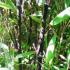 Black Stemmed Bamboo, 2m height, Bamboo Plants for sale UK delivery