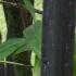 Black bamboo stems closeup - Black bamboo plants for sale online with UK delivery