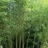 Phyllostachys Sulphurea Viridis is also known as Bamboo Ougon kou Chiku Bamboo to buy online UK