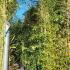 Phyllostachys Sulphurea Viridis 5-5.5 m buy online UK.