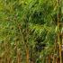 Phyllostachys Vivax Aureocaulis also known as Golden Chinese Timber Bamboo for sale online with UK delivery