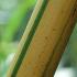 Phyllostachys Vivax Aureocaulis detail of the stem - quality Bamboo specialist nursery in London with delivery throughout the UK