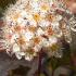 Physocarpus Opulifolius Corona or Ninebark Corona a pretty flowering shrub with interesting foliage and bark, a hardy shrub for sale UK delivery.