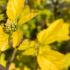 Physocarpus opulifolius Darts Gold deciduous shrub with golden foliage