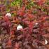 Physocarpus Opulifolius Diable D’Or Ninebark