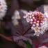 Physocarpus Diabolo or Ninebark shrub with purple foliage and pretty pink flowers that attract pollinators