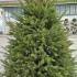 Picea Abies Excelsa Norway Spruce, Living Christmas Tree