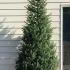 Picea Omorika, Serbian Spruce or Bosnian Spruce,