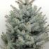 Picea pungens Blue Diamond or Blue Spruce Blue Diamond, beautiful Christmas tree shape - perfect to buy as a living Xmas tree to plant in the garden, buy UK.