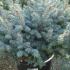 Picea Pungens Globosa, Low Growing Conifers, UK