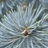 Close-up of Picea Pungens Hoopsii needles, showing dense blue green color and sharp texture