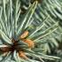 Picea Pungens Hoopsii Colorado Blue Spruce needles with early stage cone development