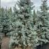 Picea pungens Hoopsii Colorado Blue Spruce with striking blue needles