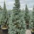 Picea Pungens Iseli Fastigiate, Colorado Spruce or Blue Spruce trees for sale online with UK delivery