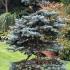 Picea Pungens Koster conifer, growing in an arboretum