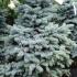 Picea Koster conifer for sale at our plant centre, available to buy online with UK delivery