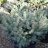 Colorado Spruce Trees for sale online with UK delivery