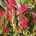 Pieris Japonica - flaming silver variety to buy online UK