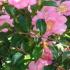 Camellia Sasanqua Cleopatra Pink for sale at our London garden centre, UK