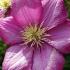 Clematis Ville de Lyon, a pink flowering clematis with large showy blooms