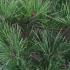 Dwarf Japanese Red Pine trees to buy online in London UK