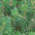 Pinus Mugo, coniferous shrub, Paramount Plants, Crews Hill, to buy London  UK