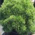 Pinus Mugo Mops is a decorative dwarf pine tree, particularly beautiful in Spring when new growth appears, very beautiful pine trees for sale UK.