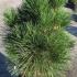 Pinus Nigra Green Rocket dwarf pine tree, also known as Black Pine Green Rocket, part of our large dwarf conifer collection for sale online UK.