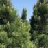 Pinus Nigra Green Rocket is a narrow, upright black pine with dark green needles and a strong vertical growth habit, ideal for small gardens and windbreaks.