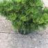 Pinus Nigra Helga is also known as Dwarf Austrian Pine, slow growing compact tree with long needles and light coloured buds. Dwarf conifers buy UK.