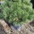 Pinus Nigra Nana to buy online from our London garden centre, UK delivery