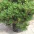 Dwarf Austrian Pine - Pinus Nigra Pierrick Bregeon, Brepo, for sale online UK delivery