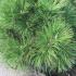 Pinus Nigra Spielberg, slow growing conifer with long needles, very attractive dwarf pine with compact habit and neat dome shape, buy online UK delivery.