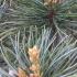 Pinus Parviflora Templehof conifer with decorative cones for sale online UK delivery