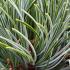 Pinus Parviflora Tempelhof needles with vibrant green growth and natural brown needles visible in the background