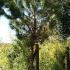 Pinus Pinea, Mediterranean Stone Pine