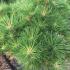 Pinus Resinosa Nana, Red Pine Nana, a beautifully shaped pine tree originally from North America, dwarf conifer and slow growing buy online UK