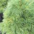 Pinus Strobus Blue Shag is an Eastern White Pine and has blue green long needles and a dense globular habit, slow growing and very attractive conifer, buy UK.