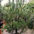 Pinus Strobus also known as Eastern White Pine or the Weymouth Pine - for sale online, London UK