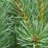 Pinus Sylvestris Chantry Blue, beautiful blue foliage on this variety of Scots Pine, compact shrub that won