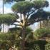 Pinus Sylvestris Pine Cloud Tree Pom Pom