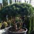 Pinus Sylvestris Dome shaped topiary pine - crown lifted pine trees for sale online UK