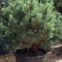 Pinus Sylvestris Glauca Nana, UK
